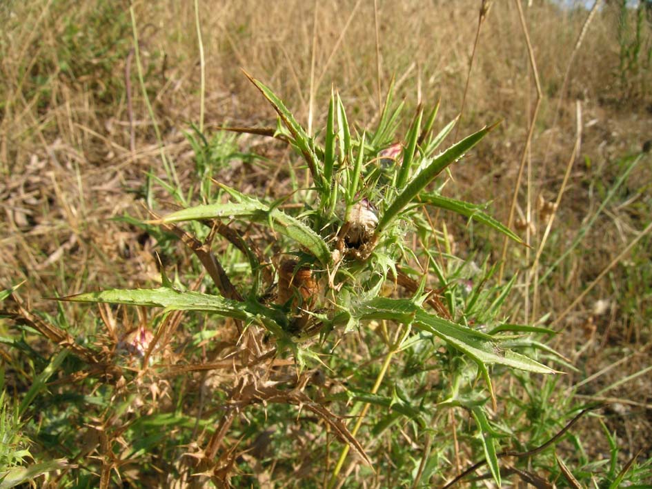 Carlina corymbosa